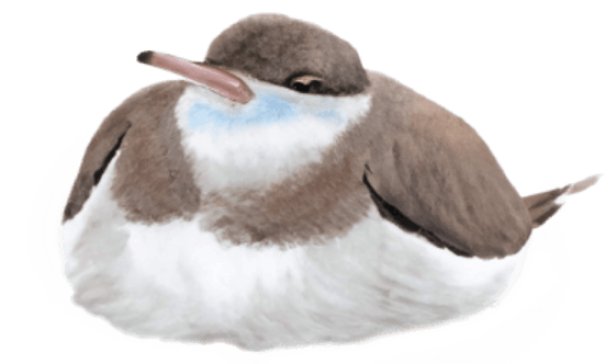 Piping Plover